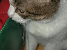 If your cat has been doing a lot of smacking and licking of her lips as of late,. Why Does My Cat Licking Lips Reasons And Symptoms Paperblog