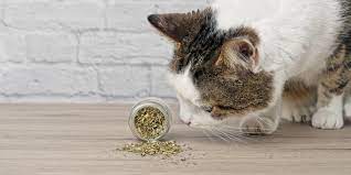 Why Are Cats So Crazy For Catnip Cats Catnip Pet Poison