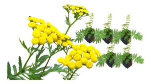 Image result for Aeollanthus suaveolens