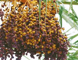 홍익희의 음식이야기] 종려나무 열매, 대추야자-국민일보