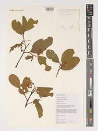 Image result for Monotes glaber