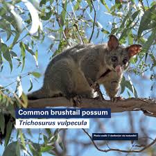 Image result for Commicarpus pilosus