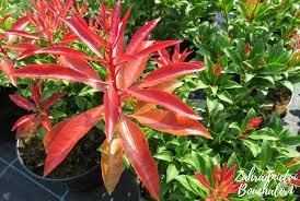 Image result for Pieris japonský obrázek