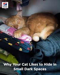 Hide And Seek Is Your Cat Hiding From You Hill S Pet Cat Hiding Cat Behavior Cat Care