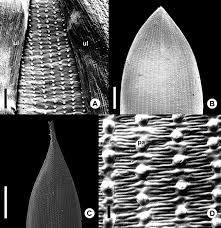 Image result for Digitaria gymnostachys