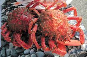 Picking A Spider Crab