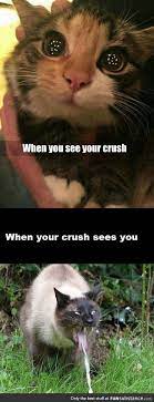 You don't have to have a cat to laugh at these funny cat memes. Happened Probably To Everyone Of Us Funsubstance Funny Animal Memes Funny Cat Memes Animal Memes Clean