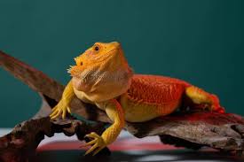Why Red Bulbs Are Dangerous For Reptiles - Youtube