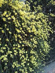 Si caratterizza per fiori maschili gialli e fiori femminili bianchi,. Gelsomino Giallo Fiori D Inverno Passione In Verde