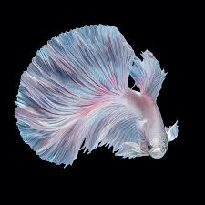 I Shoot Beta Fish With Amazing Colour And Character Betta Fish Beta Fish Betta Fish Types