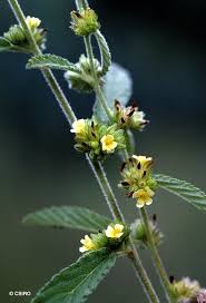 Image result for Waltheria indica