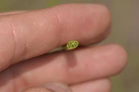 Image result for Isolepis costata