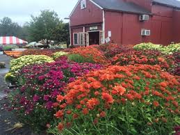 A Trip To New Jersey S Neverending Flower Field Is The Perfect Warm Weather Adventure Flower Field Beautiful Places Beautiful Farm