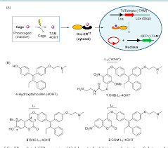 Tamoxifen is an estrogen analogue that binds with higher affinity than estrogen to altered estrogen binding domains. Figure 1 From Control Of An Unusual Photo Claisen Rearrangement In Coumarin Caged Tamoxifen Through An Extended Spacer Semantic Scholar