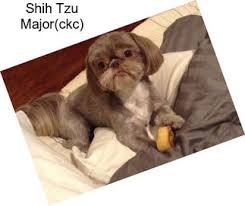 All puppies are monitored by the top veterinarian in area from birth. Shih Tzu Dogs For Sale In Virginia Beach Agriseek Com