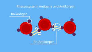 Rhesusfaktor Rhesus System Schwangerschaft Mit Video
