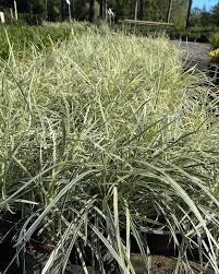 Aztec grass has white spikes of bell shaped flowers in the summer. This Variegated Aztec Grass Has Buds N Blossoms Nursery Facebook