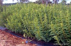 Image result for Chamaeclitandra