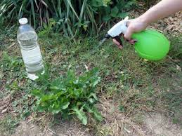 Le Vinaigre Blanc A Plus D Un Tour Dans Son Sac Desherbant Naturel Vinaigre Blanc Mauvaises Herbes Pelouse