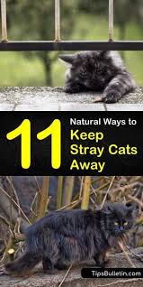 11 Natural Ways To Keep Stray Cats Away Stray Cat Cat Repellant Outdoor Cat Repellant