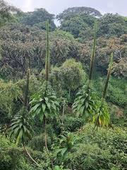 Image result for Disa eminii