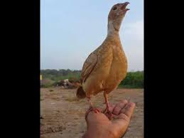 Lovebirds, these adorable creatures have nine types, come in a variety of colors and can proudly sing. ØµÙØ±Ø¯ Ø¨Ø§ÙƒØ³ØªØ§Ù†ÙŠ Ø£Ù„ÙŠÙ ÙˆÙ…Ø¯Ø±Ø¨ Youtube