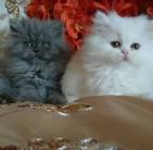 Traditional Doll Face Persians - Boutique Kittens