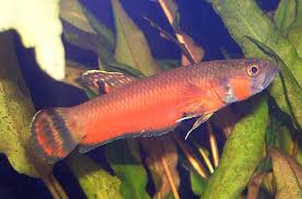 Here are some of my favorite songs to listen to while watching my aquariums. New Upload Your Photos And Videos For This Fish Back To Thumbnails Fishbase Record 2 Of 2 Prev Page Show All Records Betta Macrostoma Picture Bemac U1 Jpg By Hasselgreen Jr P C Betta Macrostoma View This Fish At Depth Size Cm Locality Sex