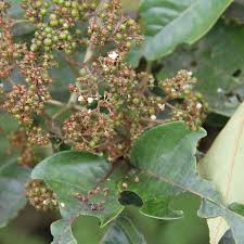 Image result for Harungana madagascariensis