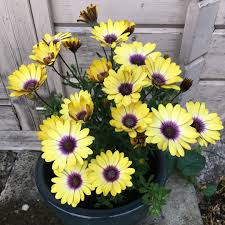 Osteospermum Serenity Blue Eyed Beauty African Daisy Serenity Blue Eyed Beauty Uploaded By Welshbud