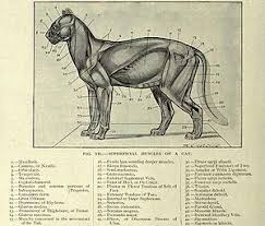 Cat Anatomy Wikipedia