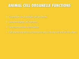 Animal cells are different from plant cells because they don't have cell walls and chloroplasts, which are relevant to plant cells. Cell Organelles And Their Processes By Lexi Helman