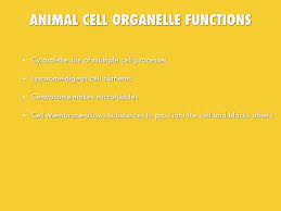 Animal cell functions of organelles. Cell Organelles And Their Processes By Lexi Helman