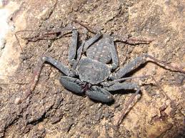 Check spelling or type a new query. Tailless Whip Scorpion Amblypygi Arachnipedia Wiki Fandom