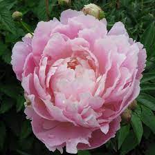 Ön egy kertészeti témákkal foglalkozó youtube csatornán jár, ahol megyeri szabolcs kertészmérnök előadásában ismerkedhet a hazai klímán. A Punkosdi Rozsa The Peony Andrea Gerak