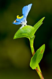 Image result for Commelina aspera