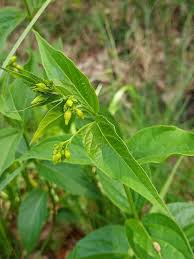 Image result for Vincetoxicum tenuipedunculatum