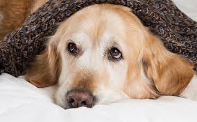 It really depends on your dog's sleeping habits when it comes to choosing the right bed. The Best Large Dog Beds For Big Breeds Or Doggy Families
