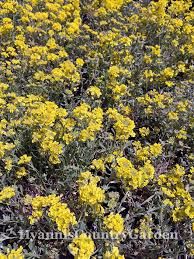 Image result for Aurinia