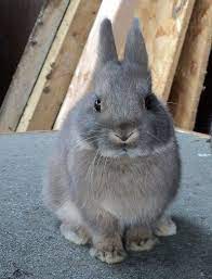 In 1950, the british rabbit council recognized the new breed. Dwarf Rabbits Comprise The Smallest Domestic Rabbit Breeds Most Frequently Due Cute Baby Animals Cute Animals Cute Hamsters