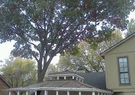 Certainly the cost factor, be it tree relocating, transplanting, tree cutting, trimming care, disease injections, tree stump removal and/or pruning can easily add up. Express Tree Trimming Dallas Tx 75217 Yp Com