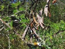 Image result for Acacia grandicornuta