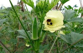 Image result for Abelmoschus esculentus