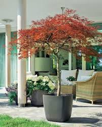 Winterharte Geholze Fur Die Kubelbepflanzung Bepflanzung Pflanzen Garten Pflanzen