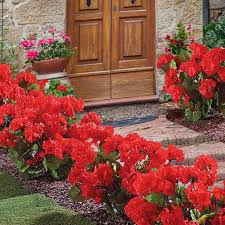 Image result for foto muškáty