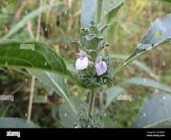 Image result for Meiosperma