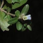 Image result for Blepharis integrifolia