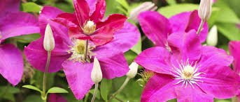 Clematis plants encounter a variety of soil conditions in the u.s. Planting Clearview Horticultural Products