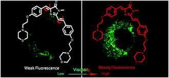 Can a cell survive without lysosomes. A New Gfp Fluorophore Based Probe For Lysosome Labelling And Tracing Lysosomal Viscosity In Live Cells Journal Of Materials Chemistry B Rsc Publishing