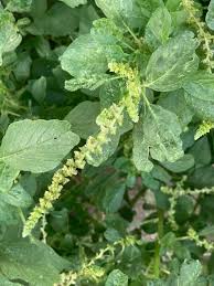 Image result for Amaranthus blitum
